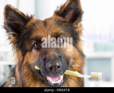 Cane tenendo uno spazzolino da denti in bocca Foto Stock