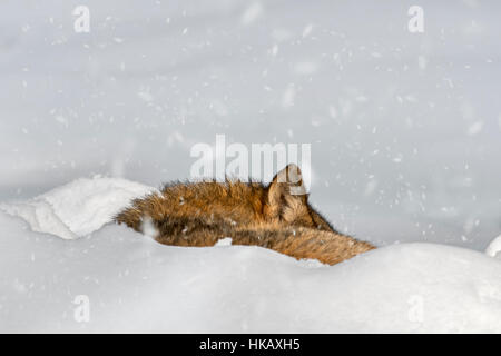 Close up di lupo grigio / grigio lupo (Canis lupus) dormendo raggomitolati durante la doccia di neve in inverno Foto Stock