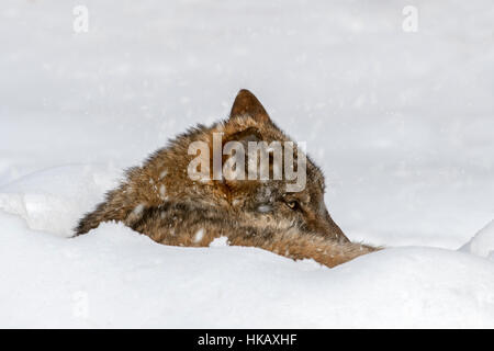 Close up di lupo grigio / grigio lupo (Canis lupus) appoggiato avvolto a ricciolo durante la doccia di neve in inverno Foto Stock
