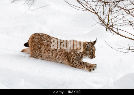 Bambini di un anno di età eurasiatica (Lynx Lynx lynx) stalking preda con artigli teso durante la doccia di neve in inverno Foto Stock