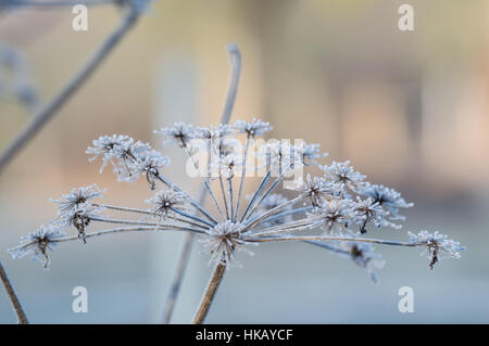 Fiore di carota selvatica nel profondo gelo invernale Foto Stock