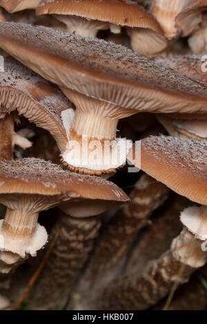 Gewöhnlicher Hallimasch, Dunkler Hallimasch, Halimasch, Honigpilz, Honig-Pilz, Armillaria solidipes, Armillaria ostoyae, Armillariella polymyces, scuro Foto Stock