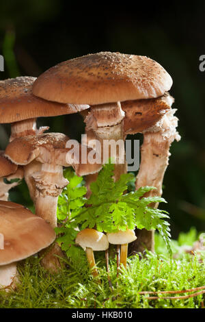 Gewöhnlicher Hallimasch, Dunkler Hallimasch, Halimasch, Honigpilz, Honig-Pilz, Armillaria solidipes, Armillaria ostoyae, Armillariella polymyces, scuro Foto Stock