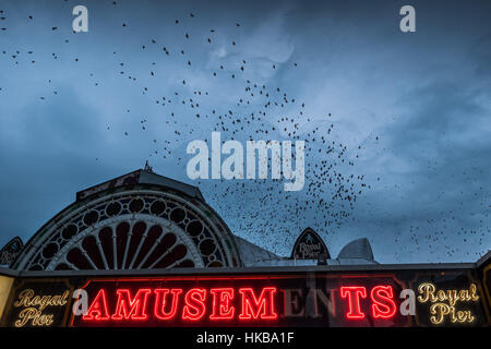 Aberystwyth Wales UK, Venerdì 27 Gennaio 2017 UK Meteo: Starling Murmurations in Aberystwyth - In grigio di un cielo nuvoloso, migliaia di minuscoli storni di ritorno dalla loro alimentazione diurno motivi di posatoio per tutta la notte per la sicurezza e il calore sulla foresta di ghisa gambe al di sotto della città balneare di Victorian pier il West Wales coast di Cardigan Bay, Regno Unito anche se apparentemente abbondante in Aberystwyth (uno dei pochi urban starling posatoi nel Regno Unito), gli uccelli sono in Royal Society per la protezione di Bird's 'red' elenco delle specie a rischio credito: keith morris/Alamy Live News Foto Stock
