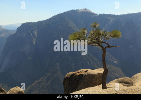 Un giovane Whitebark pine (Pinus albicaulis) albero che cresce in corrispondenza di un bordo di una scogliera. Fotografato a Yosemite superiore caduta, il Parco Nazionale di Yosemite. Foto Stock