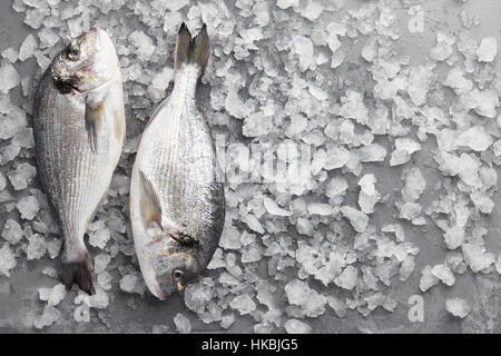 Fresh orate o dorado Foto Stock