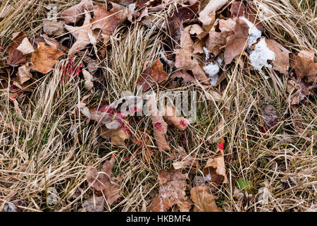 White-tailed deer pista di sangue Foto Stock