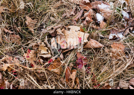 White-tailed deer pista di sangue Foto Stock