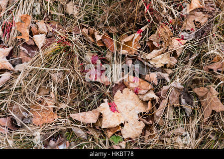 White-tailed deer pista di sangue Foto Stock