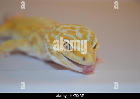 L'acqua piovana Albino Striped Leopard Gecko (Piove Redstripe, Eublepharis macularis) Foto Stock