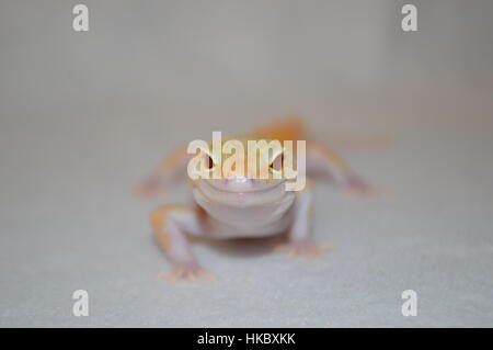 Tremper Albino Eclipse Leopard Gecko (RAPTOR, Eublepharis macularis) Foto Stock