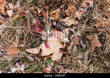 White-tailed deer pista di sangue Foto Stock