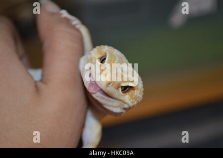 L'acqua piovana Albino Striped Leopard Gecko (Piove Redstripe, Eublepharis macularis) Foto Stock