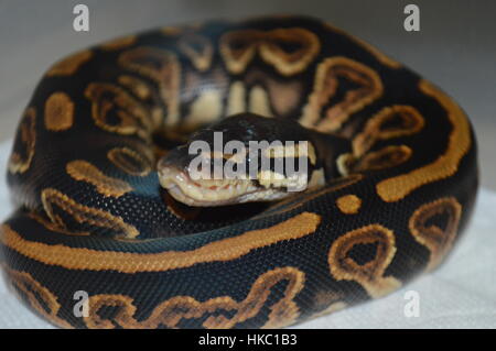 Nero pastello Python a sfera Foto Stock