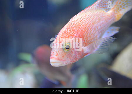 African Cichlid Pesce Foto Stock