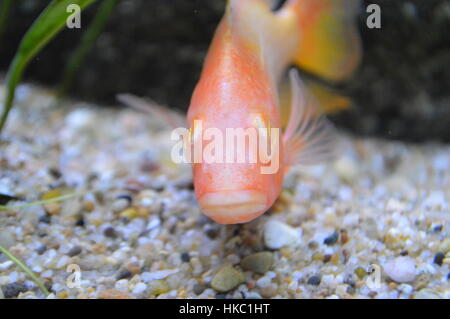 African Cichlid Pesce Foto Stock