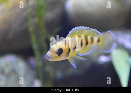 African Cichlid Pesce Foto Stock