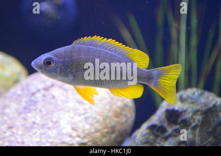 African Cichlid Pesce Foto Stock