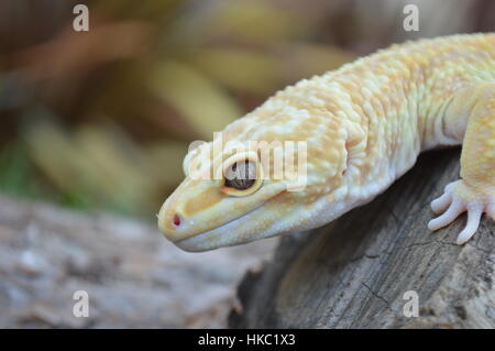 L'acqua piovana Albino Striped Leopard Gecko (Piove Redstripe, Eublepharis macularis) Foto Stock