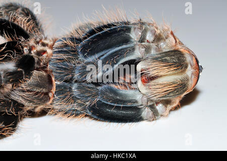 Capelli ricci hondurani (Tliltocatl albpilosus) Tarantula che sparge il suo esoscheletro. Foto Stock