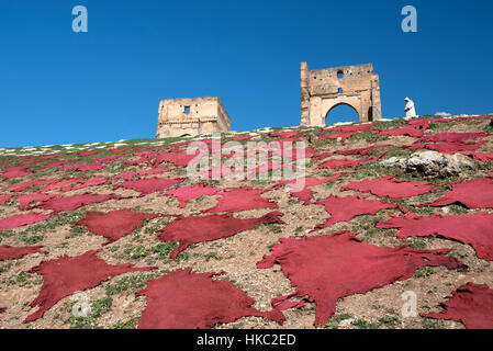 Essiccazione pelli di pecora Marinid colline tombe Fes Marocco Foto Stock
