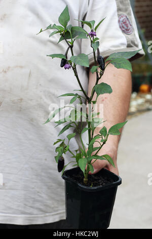 Peperoncino viola la piantina in crescita in una pentola Foto Stock