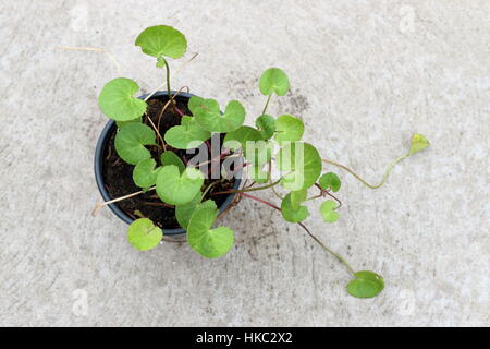 Gotu Kola, Centella asiatica o centella, noto anche come pianta per curare artriti Foto Stock