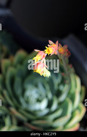 Macro shot di succulente Echeveria fiori isolati Foto Stock