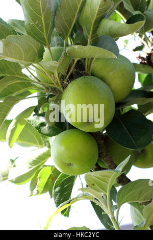 Fresche mele verdi su un ramo di albero Foto Stock