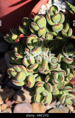 Cotiledone tomentosa o noto come orso Paw Foto Stock