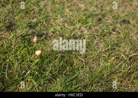 I funghi magici in crescita in Gran Bretagna, Pentland Hills, Scozia Foto Stock