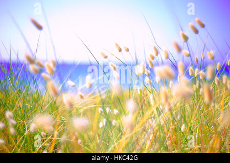 Bunny Tails erba Lagurus Ovatus aumentano di oltre le dune Foto Stock