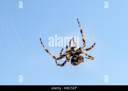Croce spider (Araneus diadematus) - giardino spider su la ragnatela. Croce spider è la caccia nel suo web nell isola di Silba - Croazia. Foto Stock