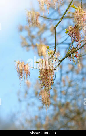 Close-up immagine ritratto della cenere, foglie di acero noto anche come Acer Negundo Foto Stock