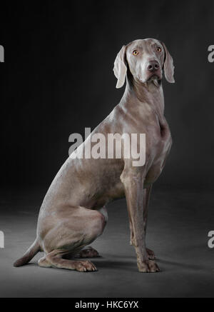 Weimar cane adulto Foto Stock