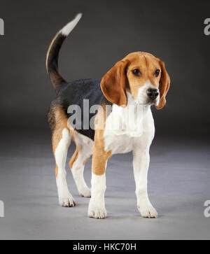 Ritratto del cane da lepre Foto Stock