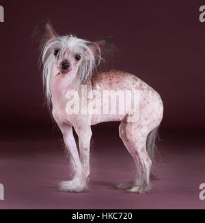 Crested cinese ritratto di cane in studio Foto Stock