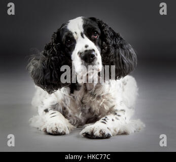 Bianco e nero cocker spaniel sdraiato in studio Foto Stock