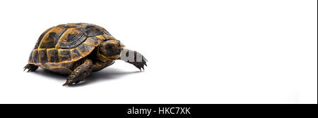 Tortoise della steppa Foto Stock