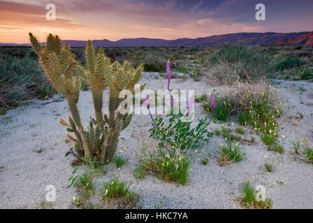 Arizona di lupino, poco oro papaveri, Ganders cholla cactus, sunrise, Coyote Canyon, Anza Borrego Desert State Park, California Foto Stock