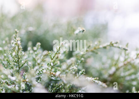 Fiocchi di neve su albero di ginepro macro closeup Foto Stock