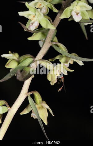 Violet Helleborine (Bergonii purpurata) - close-up di fiori di essere impollinato dalla hoverfly Baccha elongata Foto Stock