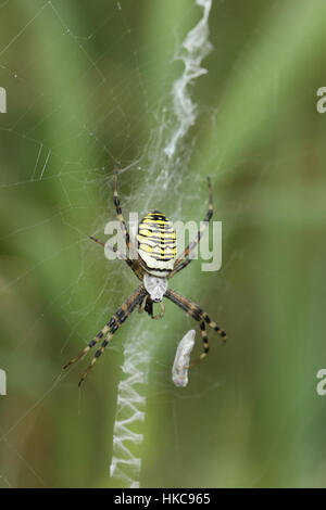 Wasp Spider (Argiope bruennichi) - Un nero e giallo listati spider appeso nel suo web crespi Foto Stock