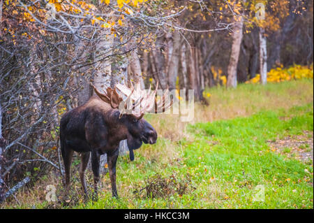 Il grande bull moose noto come "gancio" che fa roaming in Kincade area parco è visto durante la caduta rut, sud-centrale di Alaska Foto Stock