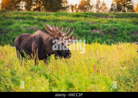 Il grande bull moose noto come "gancio" che fa roaming in Kincade area parco è visto durante la caduta rut, sud-centrale di Alaska Foto Stock