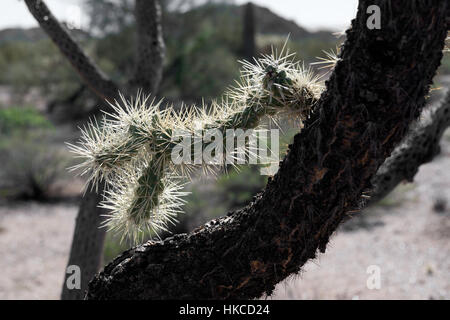 Cholla cactus bloccato nel ramo di albero Foto Stock