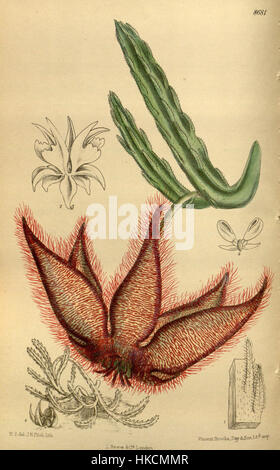 Questa illustrazione botanica mostra la specie Stapelia gettleffii, un membro della famiglia succulenta. Conosciuta per i suoi fiori a forma di stella, questa specie è originaria dell'Africa meridionale. Le opere d'arte evidenziano le caratteristiche uniche della pianta, tra cui il suo aspetto suggestivo e la sua caratteristica forma floreale. Foto Stock