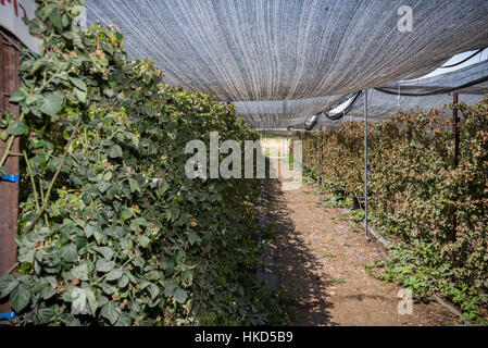 Lamponi a Gedera farm, Israele Foto Stock