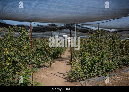 Lamponi a Gedera farm, Israele Foto Stock