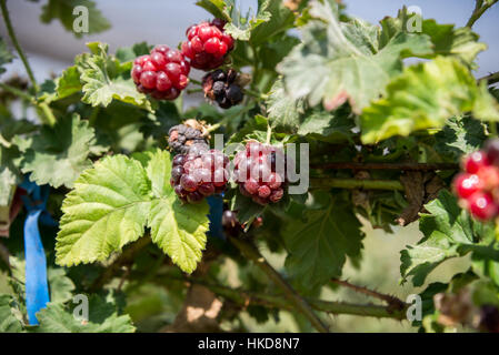 Lamponi a Gedera farm, Israele Foto Stock